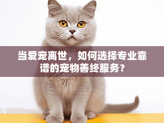 当爱宠离世，如何选择专业靠谱的宠物善终服务？