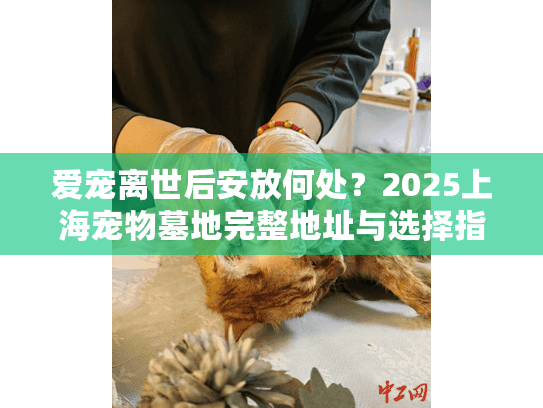 爱宠离世后安放何处？2025上海宠物墓地完整地址与选择指南