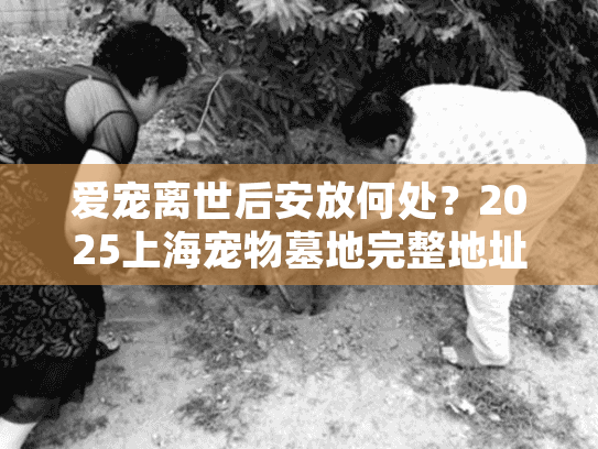 爱宠离世后安放何处？2025上海宠物墓地完整地址与选择指南