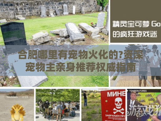合肥哪里有宠物火化的?资深宠物主亲身推荐权威指南