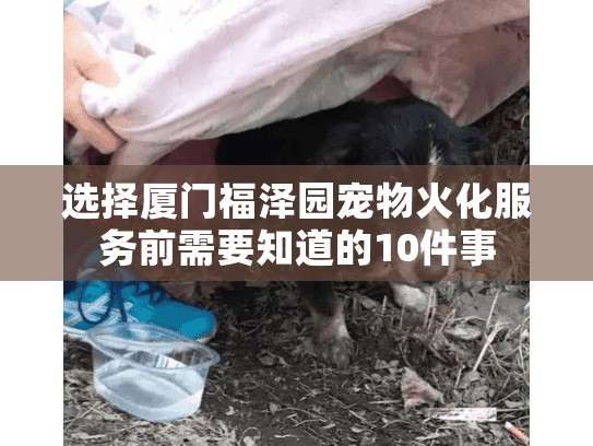 选择厦门福泽园宠物火化服务前需要知道的10件事