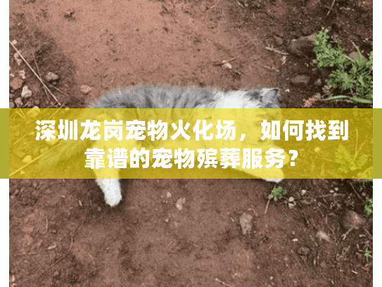深圳龙岗宠物火化场，如何找到靠谱的宠物殡葬服务？