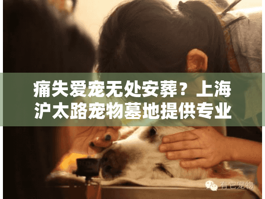 痛失爱宠无处安葬？上海沪太路宠物墓地提供专业解决方案