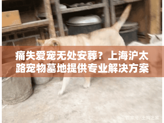 痛失爱宠无处安葬？上海沪太路宠物墓地提供专业解决方案