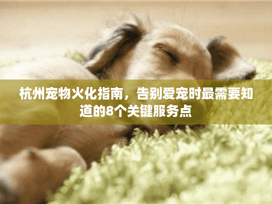 杭州宠物火化指南，告别爱宠时最需要知道的8个关键服务点