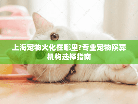 上海宠物火化在哪里?专业宠物殡葬机构选择指南