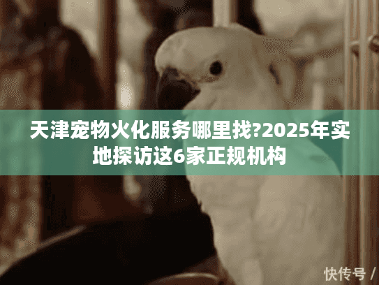 天津宠物火化服务哪里找?2025年实地探访这6家正规机构