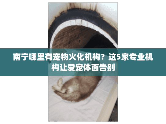 南宁哪里有宠物火化机构？这5家专业机构让爱宠体面告别