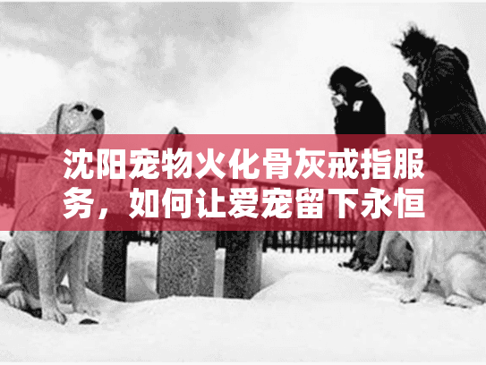 沈阳宠物火化骨灰戒指服务，如何让爱宠留下永恒纪念？
