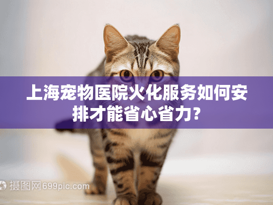 上海宠物医院火化服务如何安排才能省心省力？