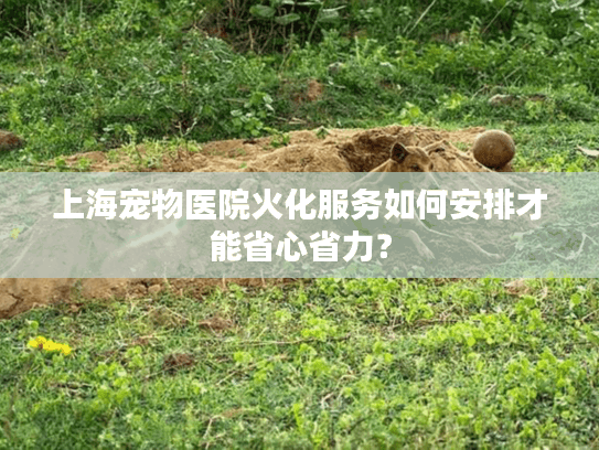上海宠物医院火化服务如何安排才能省心省力？