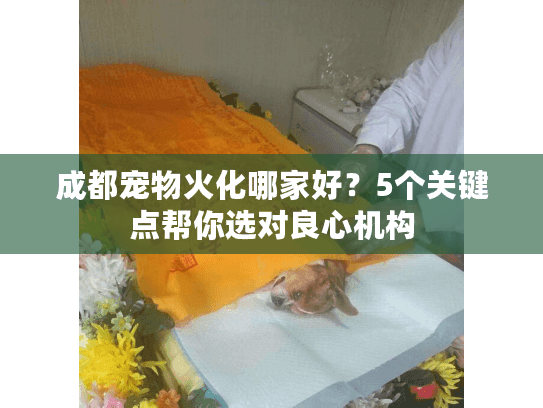 成都宠物火化哪家好？5个关键点帮你选对良心机构