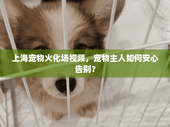 上海宠物火化场视频，宠物主人如何安心告别？