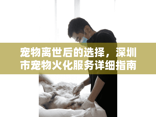 宠物离世后的选择，深圳市宠物火化服务详细指南