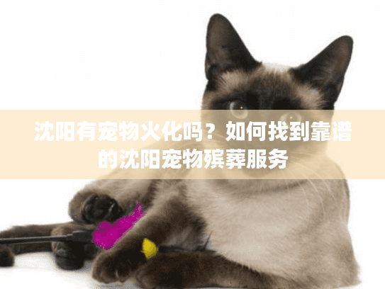 沈阳有宠物火化吗？如何找到靠谱的沈阳宠物殡葬服务