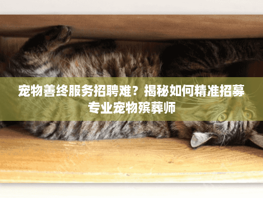 宠物善终服务招聘难？揭秘如何精准招募专业宠物殡葬师