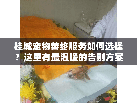 桂城宠物善终服务如何选择？这里有最温暖的告别方案
