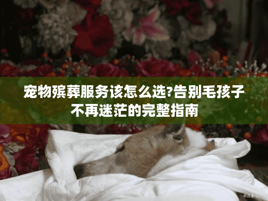 宠物殡葬服务该怎么选?告别毛孩子不再迷茫的完整指南