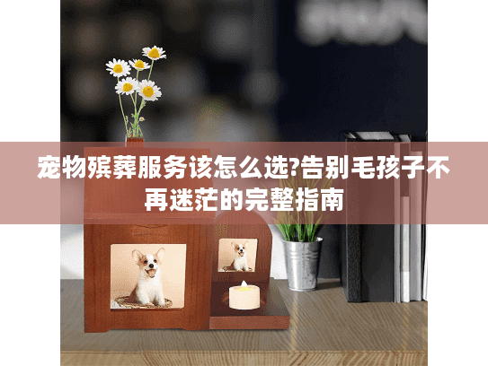 宠物殡葬服务该怎么选?告别毛孩子不再迷茫的完整指南
