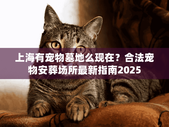 上海有宠物墓地么现在？合法宠物安葬场所最新指南2025