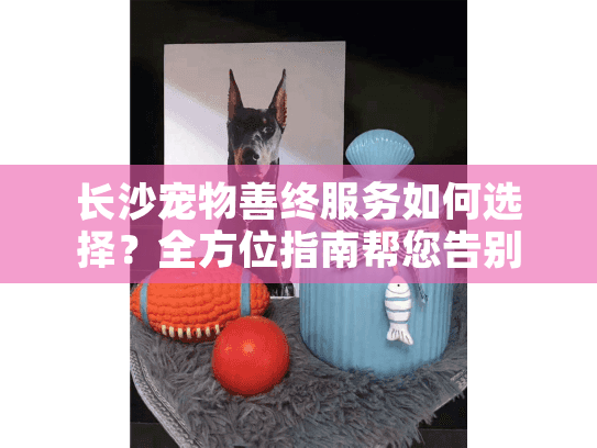长沙宠物善终服务如何选择？全方位指南帮您告别伤痛