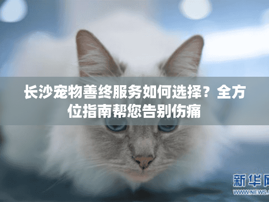 长沙宠物善终服务如何选择？全方位指南帮您告别伤痛