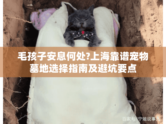 毛孩子安息何处?上海靠谱宠物墓地选择指南及避坑要点