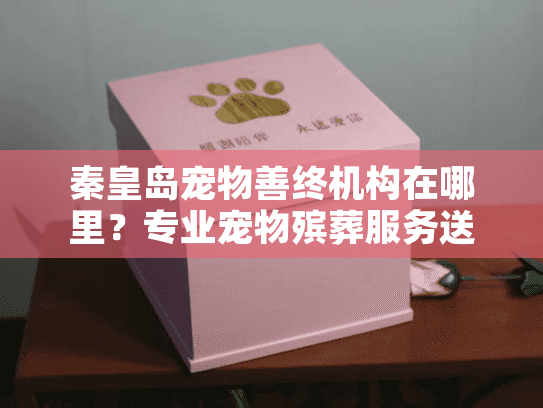 秦皇岛宠物善终机构在哪里？专业宠物殡葬服务送别指南