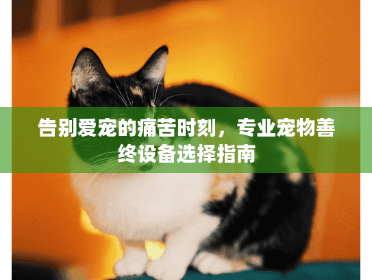告别爱宠的痛苦时刻，专业宠物善终设备选择指南