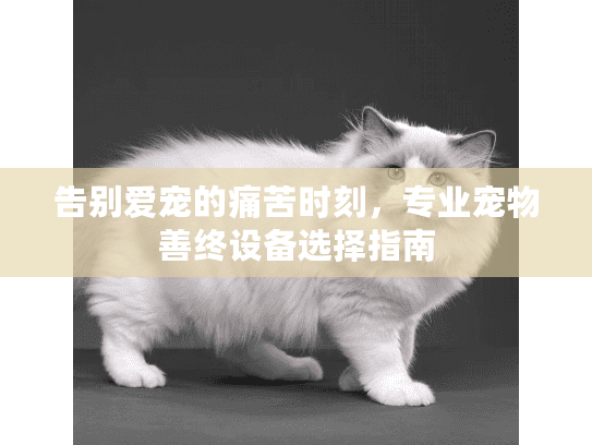 告别爱宠的痛苦时刻，专业宠物善终设备选择指南