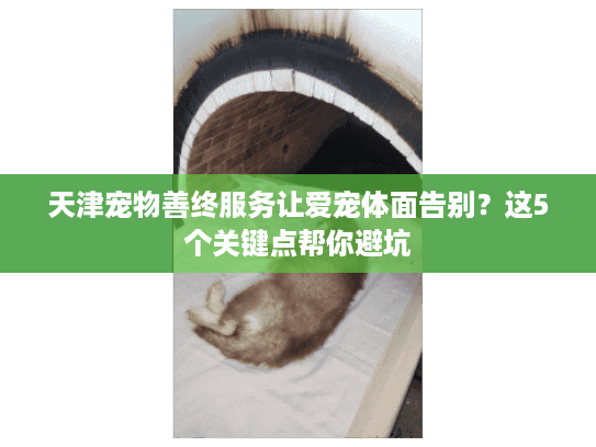 天津宠物善终服务让爱宠体面告别？这5个关键点帮你避坑
