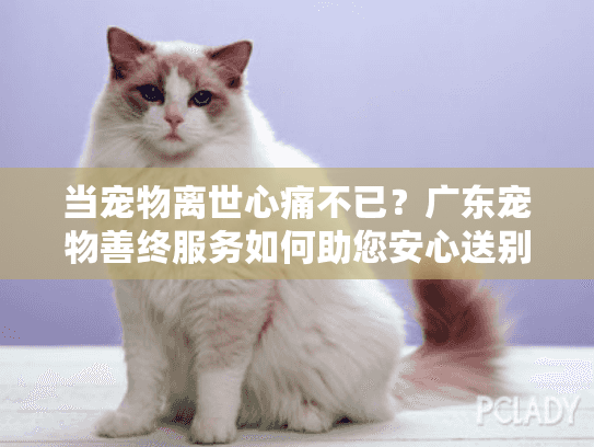 当宠物离世心痛不已？广东宠物善终服务如何助您安心送别