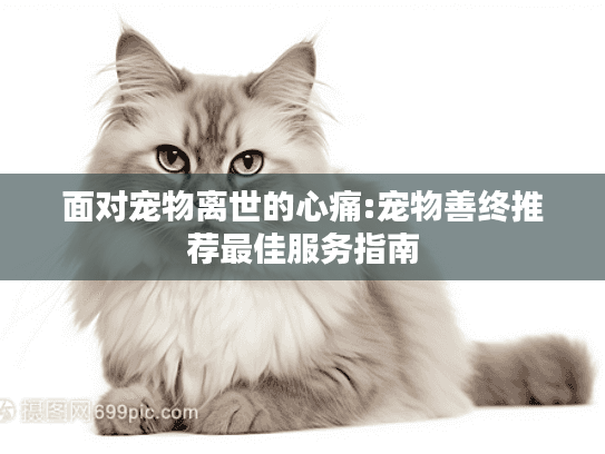 面对宠物离世的心痛:宠物善终推荐最佳服务指南