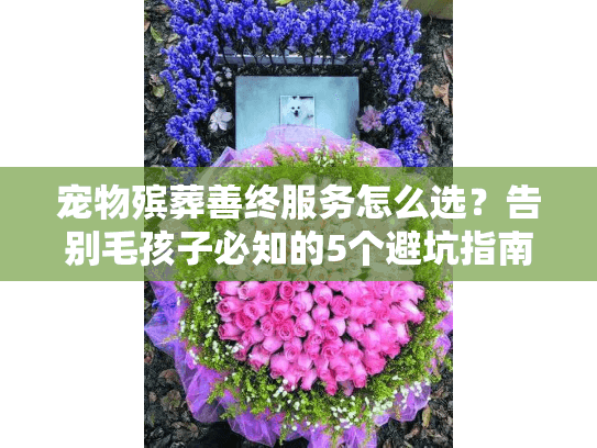 宠物殡葬善终服务怎么选？告别毛孩子必知的5个避坑指南