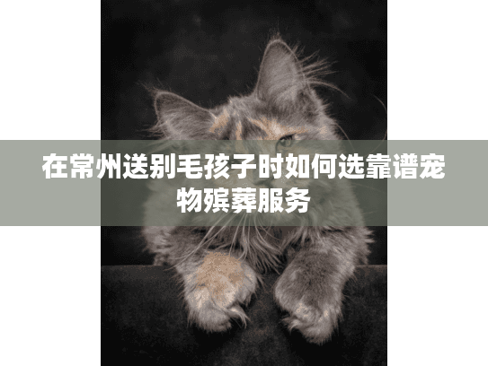 在常州送别毛孩子时如何选靠谱宠物殡葬服务
