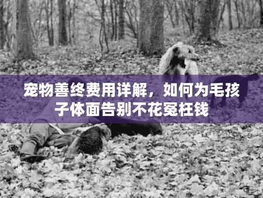 宠物善终费用详解，如何为毛孩子体面告别不花冤枉钱