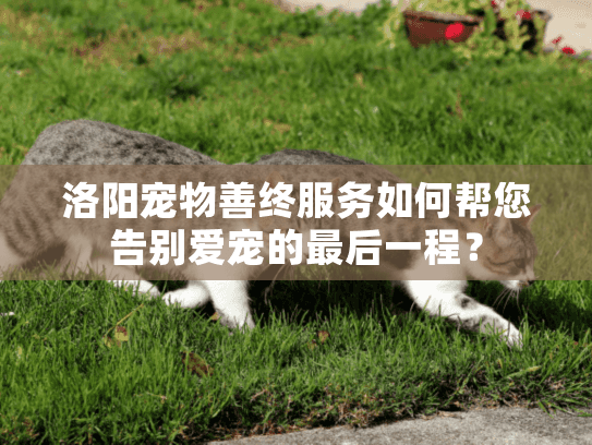 洛阳宠物善终服务如何帮您告别爱宠的最后一程？