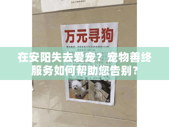 在安阳失去爱宠？宠物善终服务如何帮助您告别？