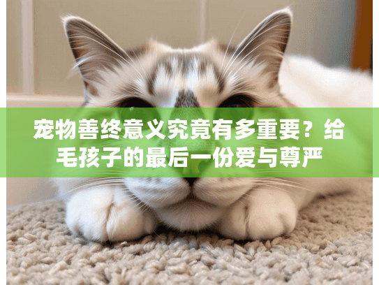 宠物善终意义究竟有多重要？给毛孩子的最后一份爱与尊严