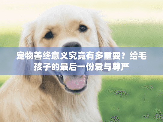 宠物善终意义究竟有多重要？给毛孩子的最后一份爱与尊严