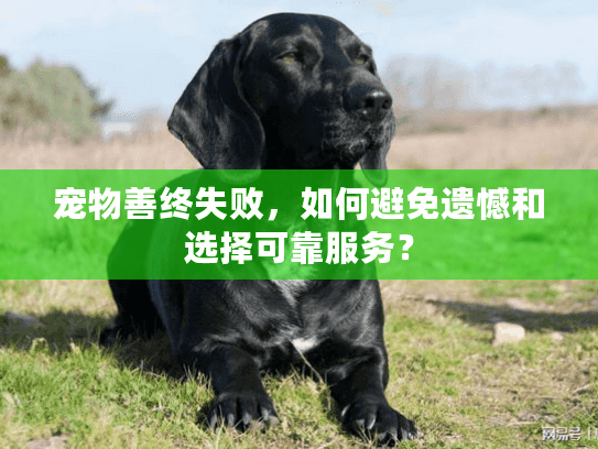 宠物善终失败，如何避免遗憾和选择可靠服务？