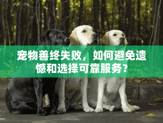 宠物善终失败，如何避免遗憾和选择可靠服务？