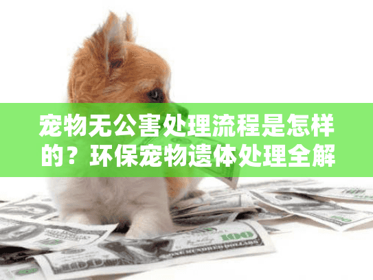 宠物无公害处理流程是怎样的？环保宠物遗体处理全解析