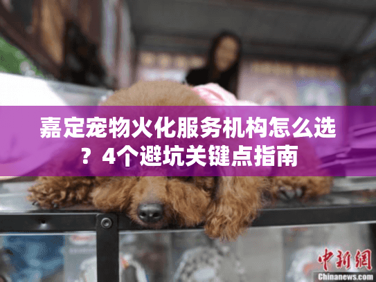 嘉定宠物火化服务机构怎么选？4个避坑关键点指南