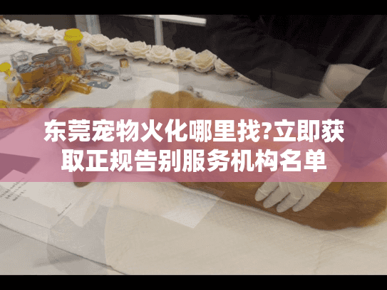 东莞宠物火化哪里找?立即获取正规告别服务机构名单