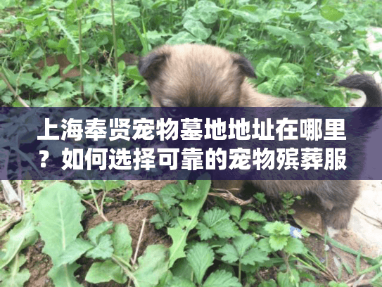 上海奉贤宠物墓地地址在哪里？如何选择可靠的宠物殡葬服务？