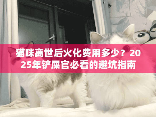 猫咪离世后火化费用多少？2025年铲屎官必看的避坑指南