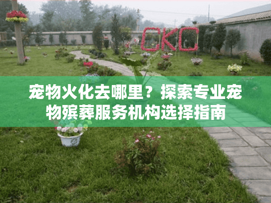 宠物火化去哪里？探索专业宠物殡葬服务机构选择指南