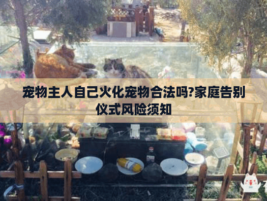 宠物主人自己火化宠物合法吗?家庭告别仪式风险须知