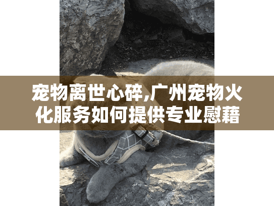 宠物离世心碎,广州宠物火化服务如何提供专业慰藉?
